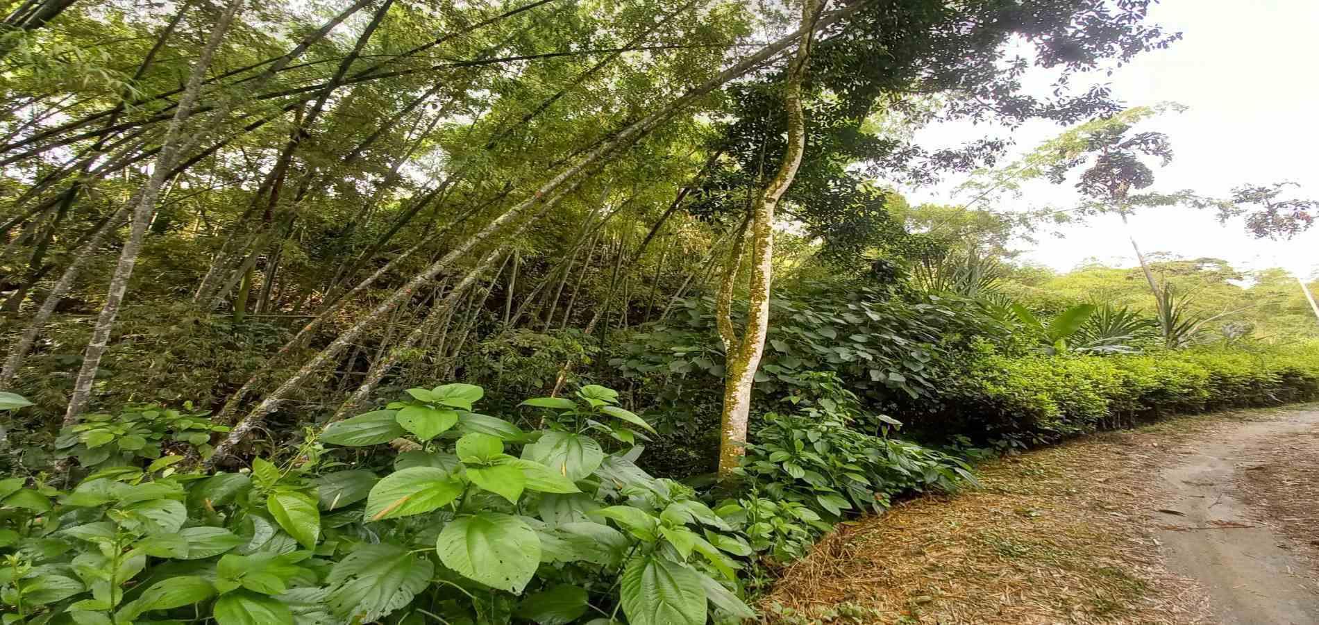 Foto de Lote / terreno en Venta en Vereda la trinidad, Manizales - 3 - 279062689