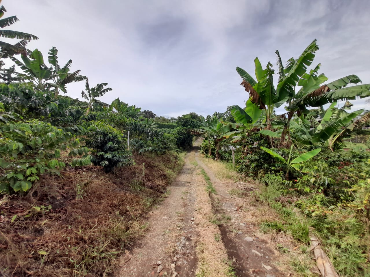 Foto de Lote / terreno en Venta en Arabia, Pereira - 10 - 279059189
