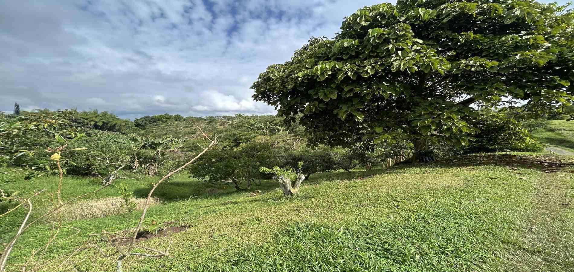 Foto de Finca en Venta en Morelia, Pereira - 33 - 279067012