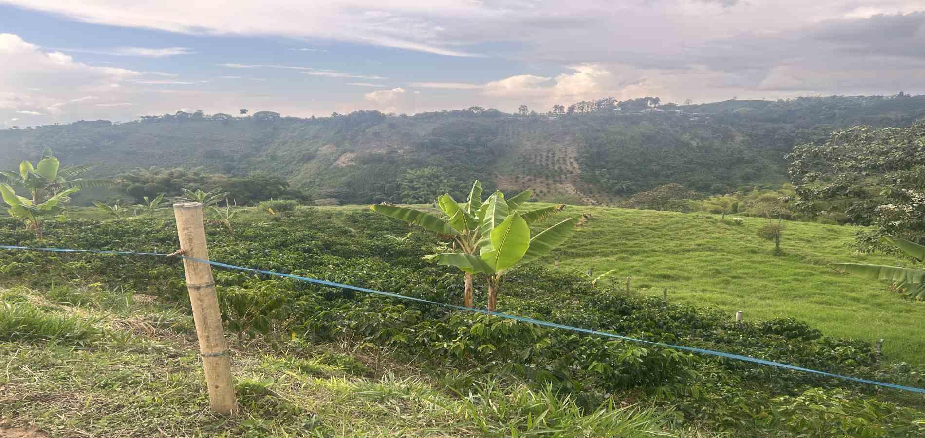 Foto de Finca en Venta en Vereda el placer, Pereira - 5 - 279066578