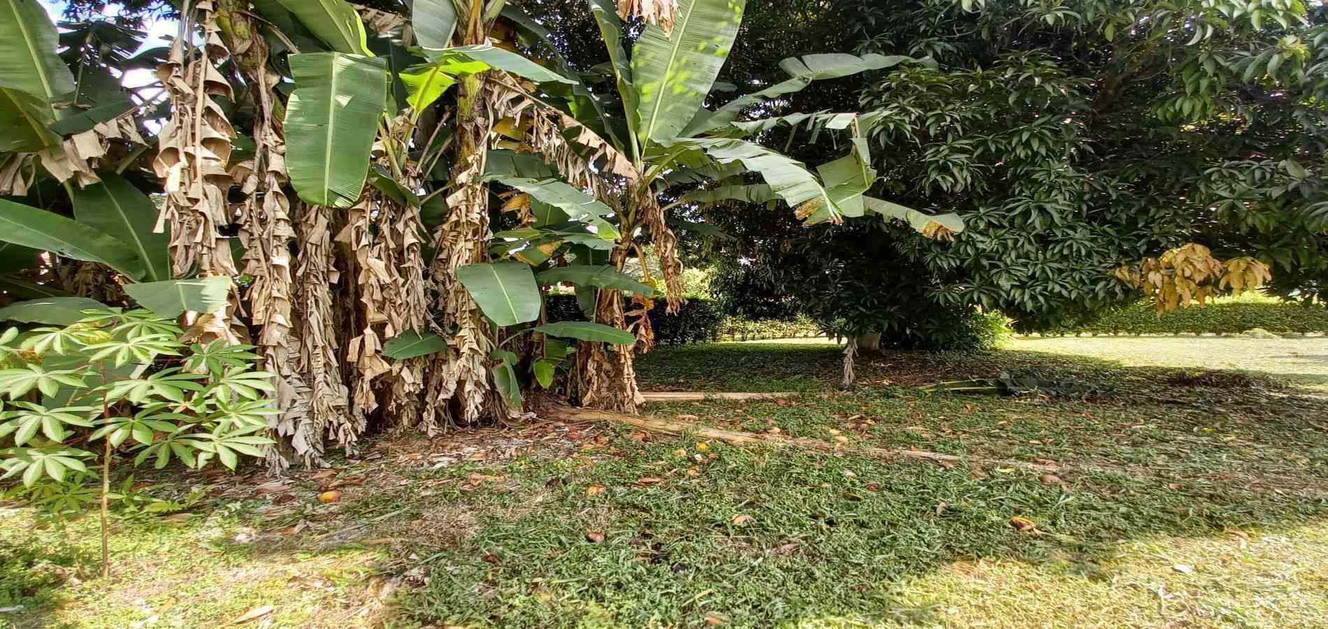 Foto de Lote / terreno en Venta en Vereda santagueda, Palestina - 16 - 279060420