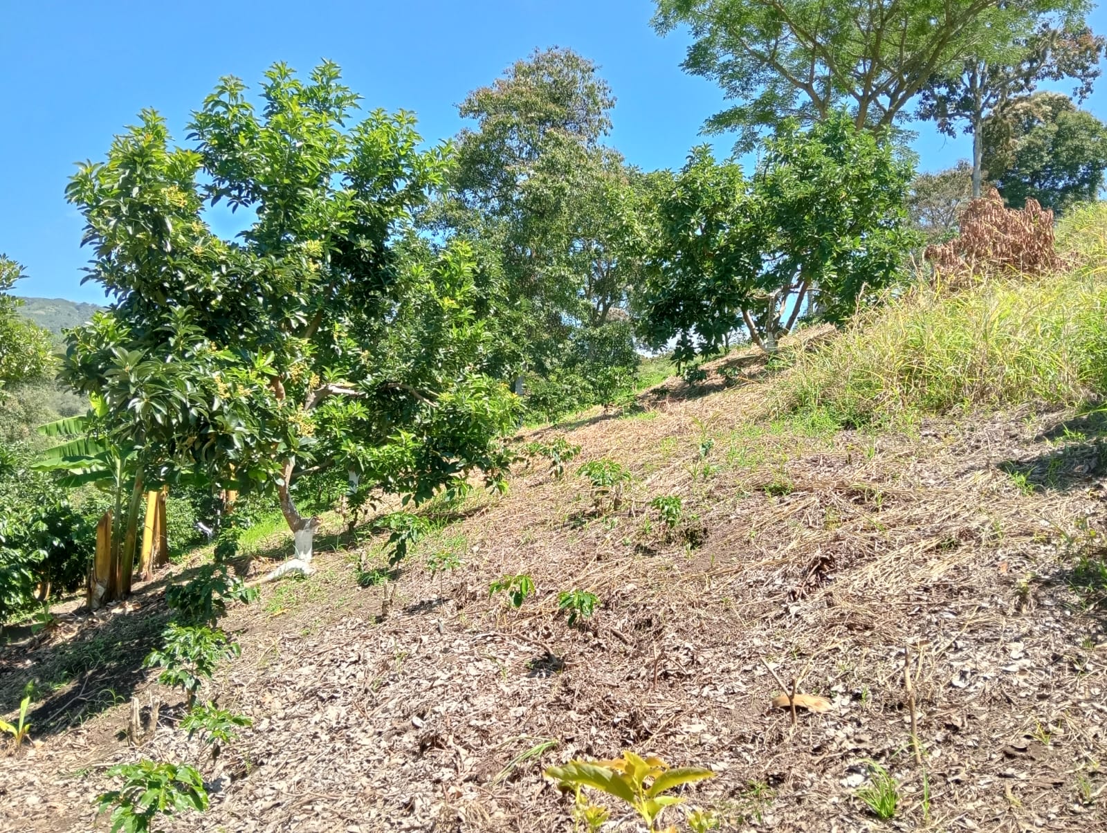 Foto de Finca en Venta en Anserma, Anserma - 11 - 279070221