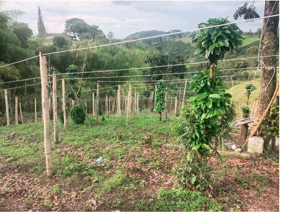 Foto de Lote / terreno en Venta en Santa rosa de cabal, Santa rosa de cabal - 6 - 279053604