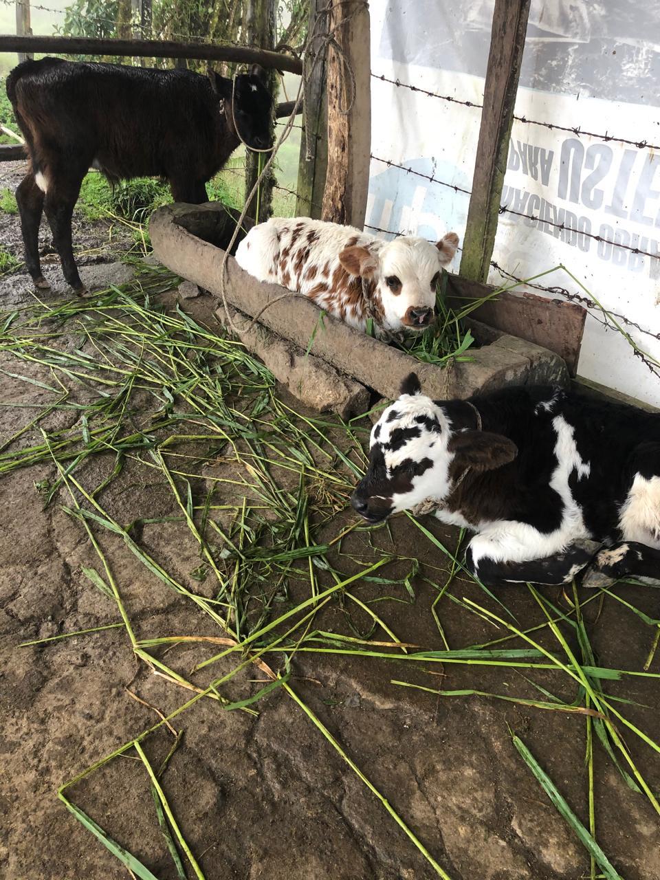 Foto de Finca en Venta en Vereda alto de letras, Manizales - 3 - 279064569