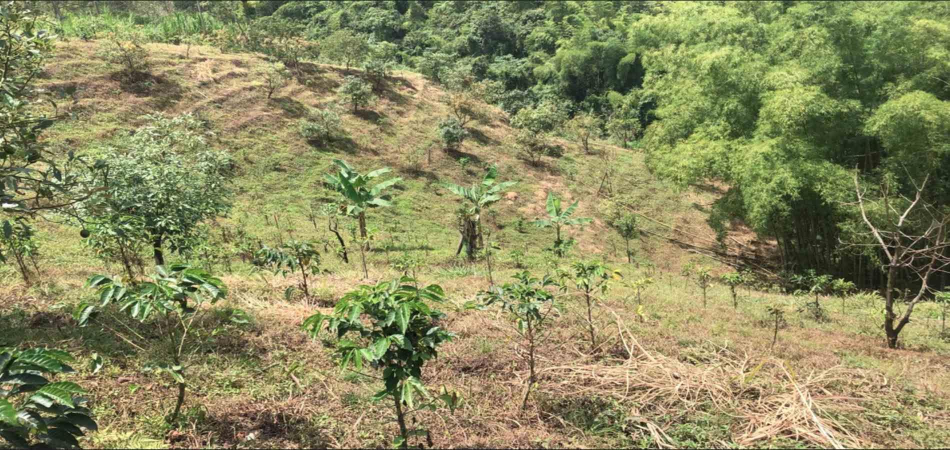 Foto de Lote / terreno en Venta en Dosquebradas, Dosquebradas - 6 - 279053260