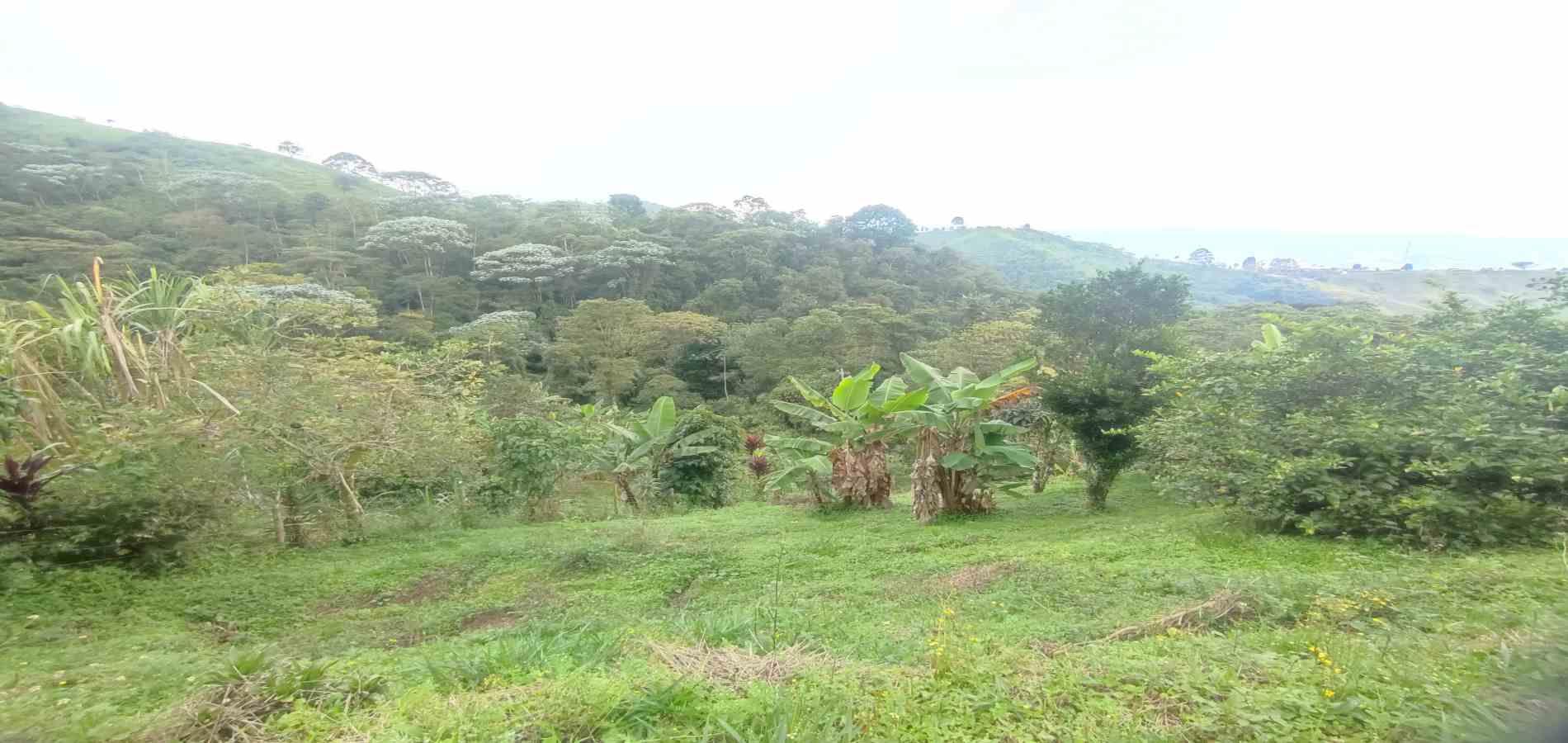 Foto de Finca en Venta en Vereda la independencia alto del nudo, Dosquebradas - 2 - 279065392