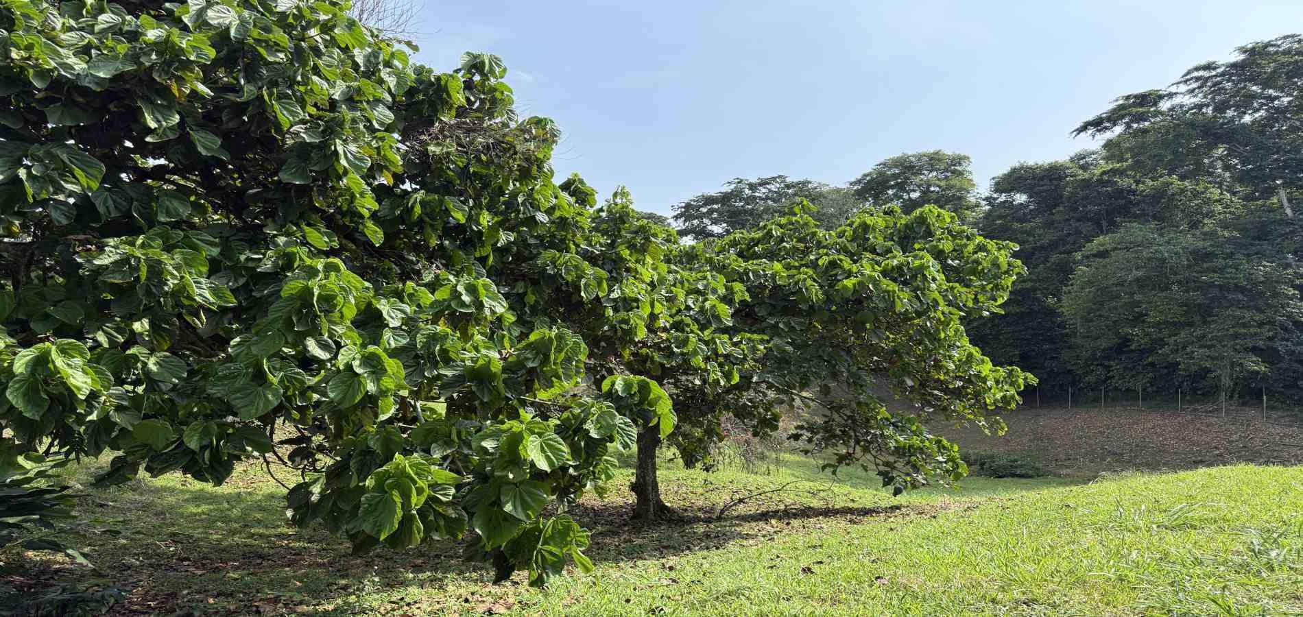 Foto de Lote / terreno en Venta en Cerritos, Pereira - 5 - 279062245