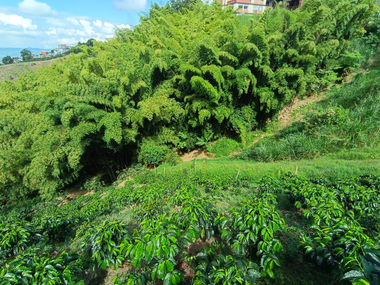 Foto de Lote / terreno en Venta en Las pavas, Manizales - 5 - 279067665