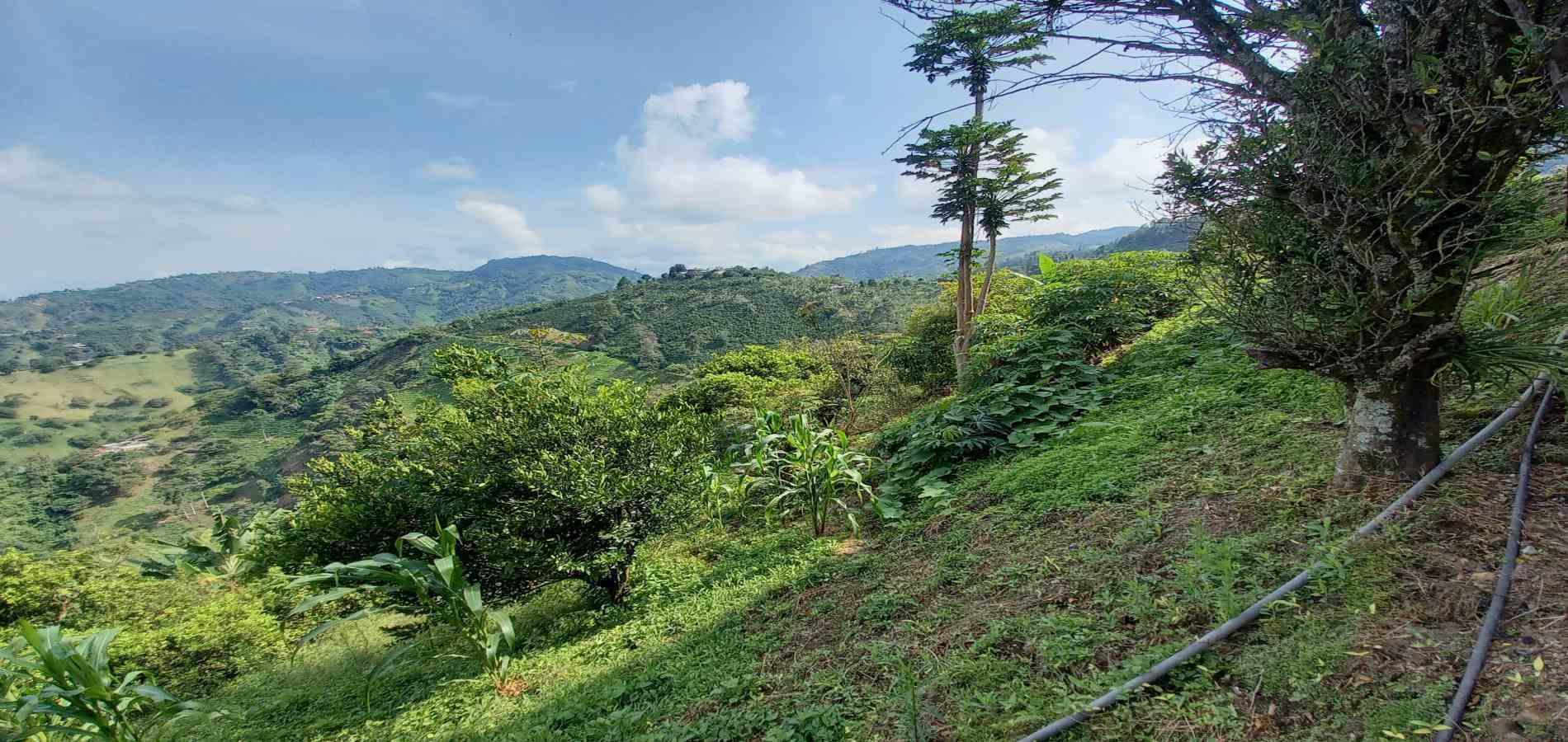 Foto de Finca en Venta en La aurora, Manizales - 3 - 279062192