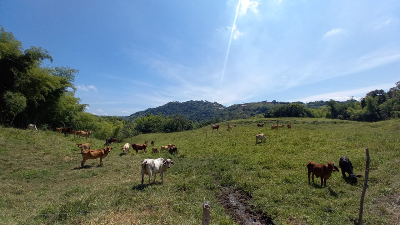 Foto de Lote / terreno en Venta en Vereda santagueda, Palestina - 11 - 279058796