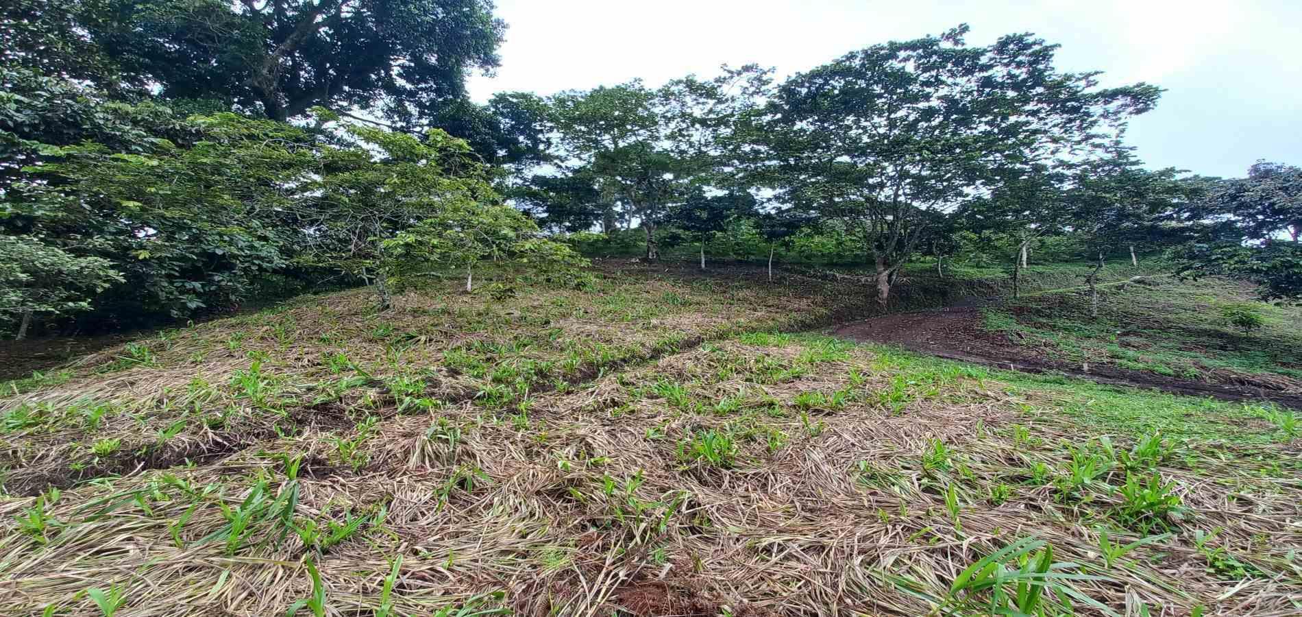 Foto de Lote / terreno en Venta en El bosque, Dosquebradas - 0 - 48802