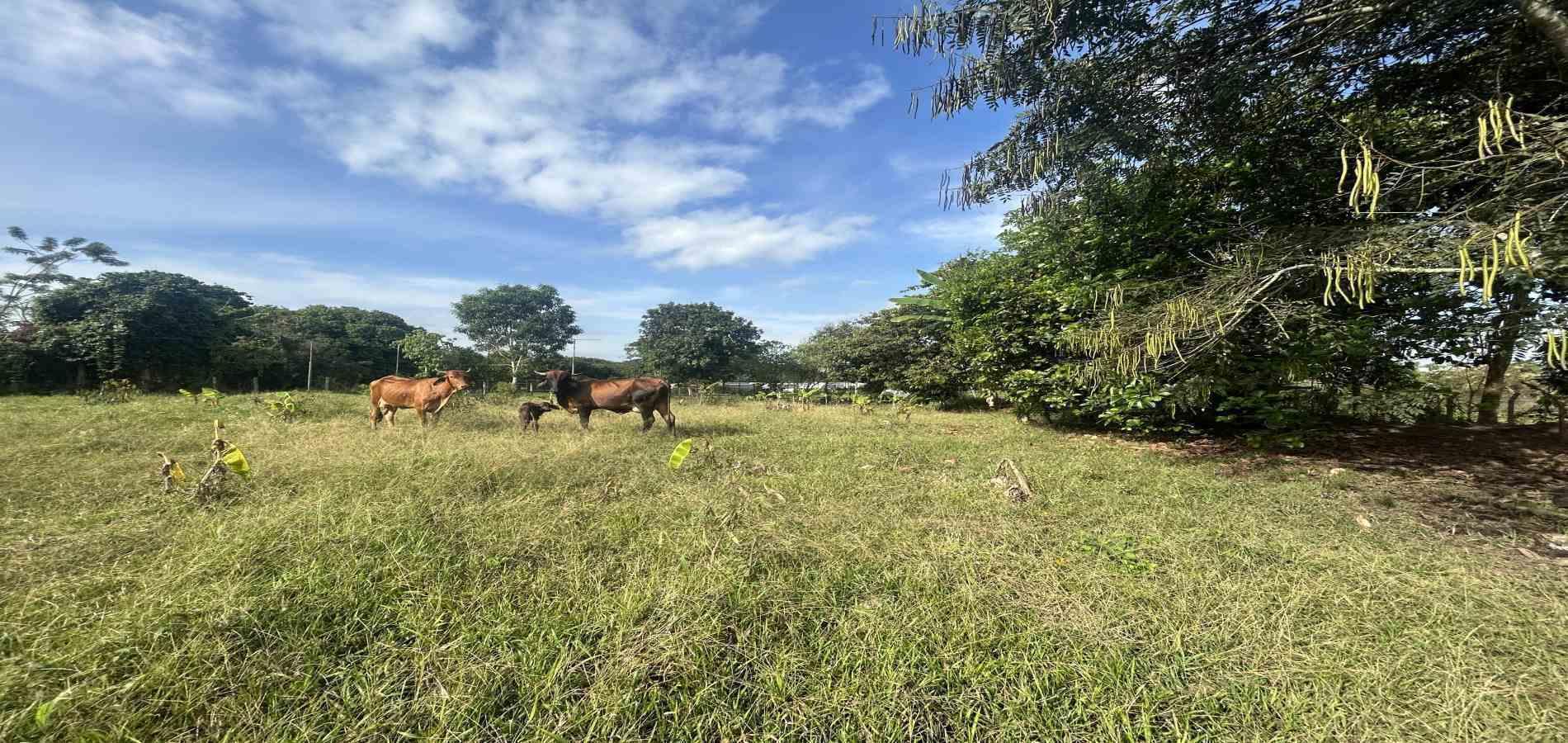 Foto de Lote / terreno en Venta en Cerritos / sector el tigre, Pereira - 6 - 279066751