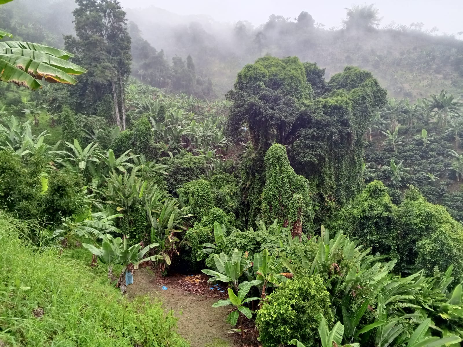 Foto de Finca para Venta en SurumbÍ, Manizales - 279059986
