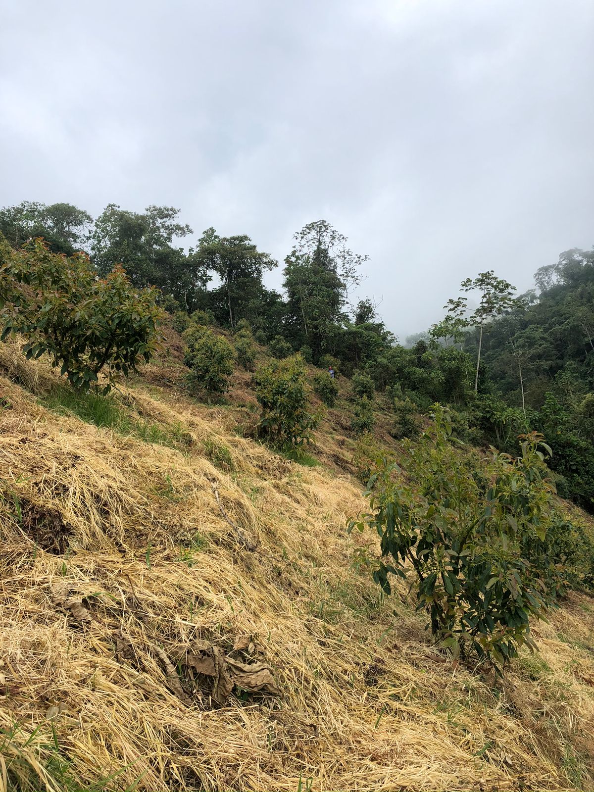 Foto de Lote / terreno en Venta en Llanitos, Villamaria - 8 - 279054085