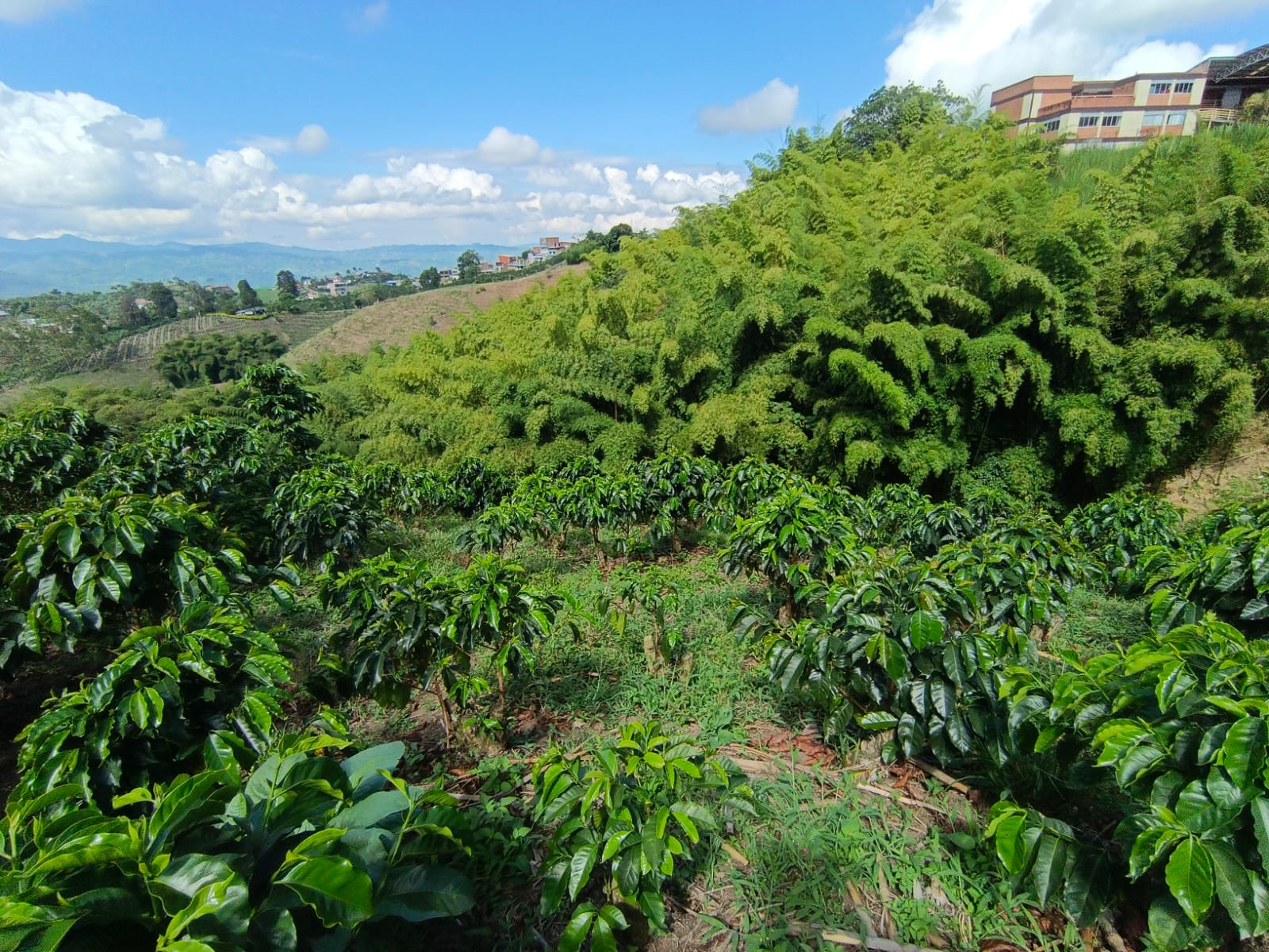 Foto de Lote / terreno en Venta en Las pavas, Manizales - 7 - 279067665