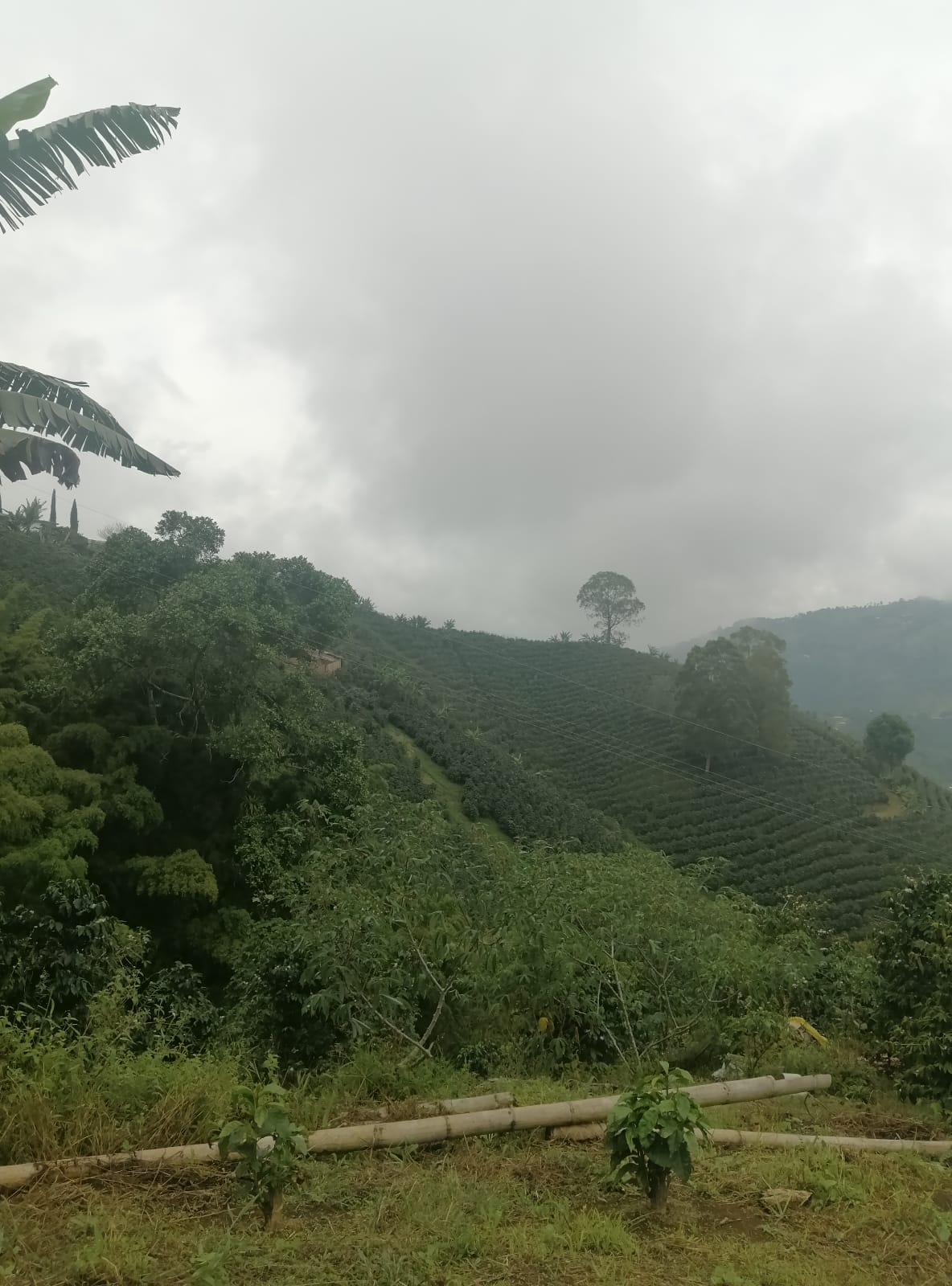 Foto de Lote / terreno en Venta en Llanitos, Villamaria - 12 - 279026006