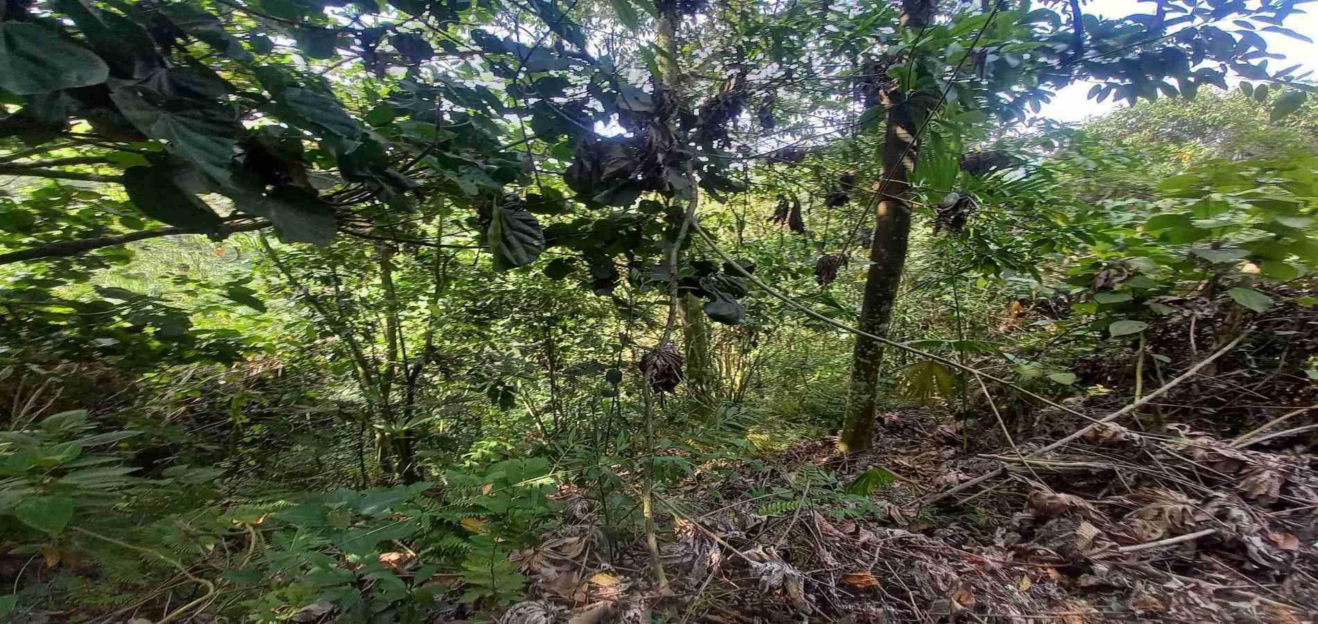 Foto de Lote / terreno en Venta en San peregrino, Manizales - 3 - 279056638