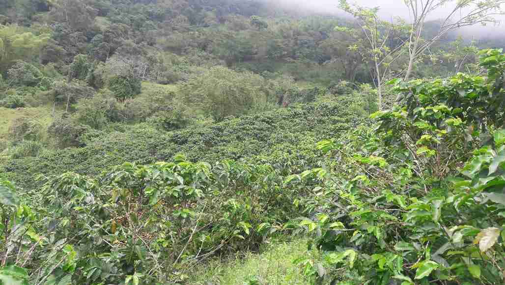 Foto de Lote / terreno en Venta en La cabaña, Manizales - 11 - 279020989