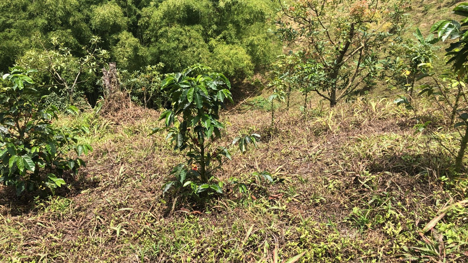 Foto de Lote / terreno en Venta en Dosquebradas, Dosquebradas - 1 - 279053267