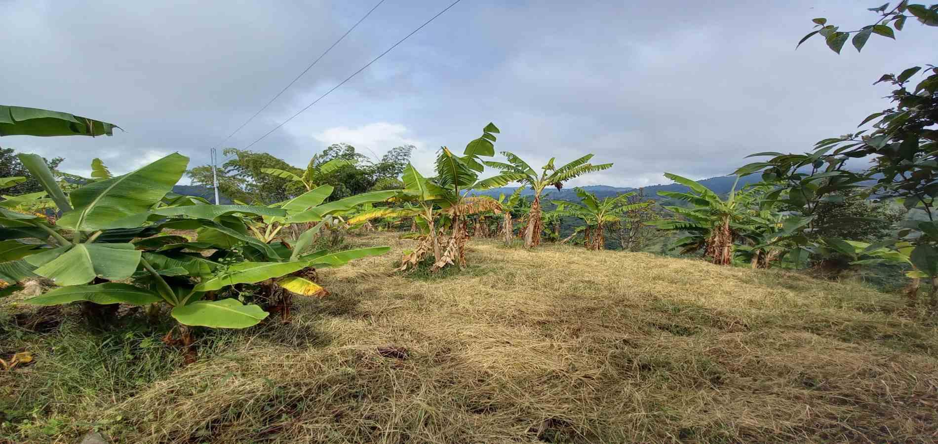 Foto de Finca en Venta en Vereda la argelia, Manizales - 7 - 279066671