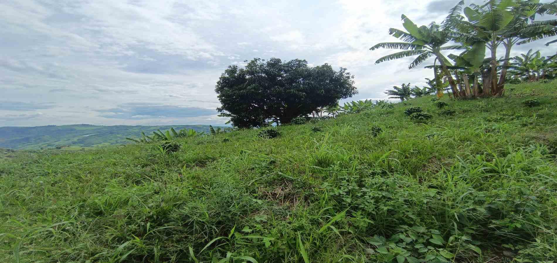 Foto de Lote / terreno en Venta en San peregrino, Manizales - 30 - 279068552