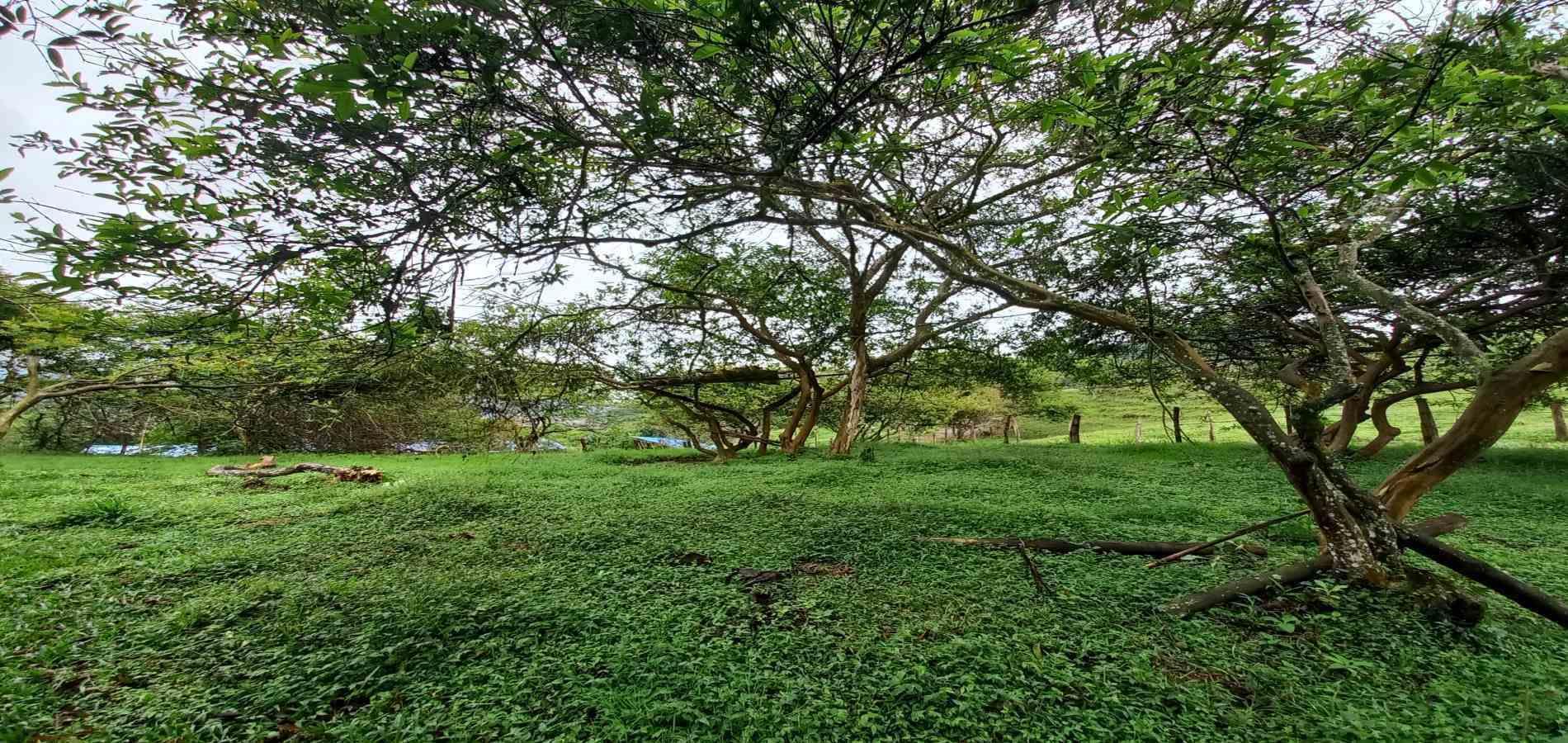 Foto de Lote / terreno en Venta en Veracruz, Santa rosa de cabal - 3 - 279066398
