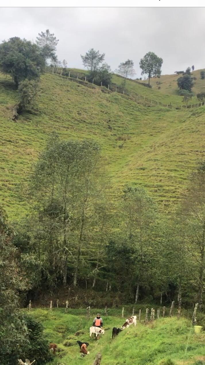 Foto de Finca en Venta en Vereda alto de letras, Manizales - 1 - 279064569