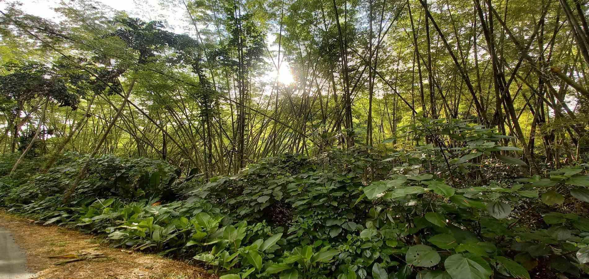 Foto de Lote / terreno para Venta en Vereda la trinidad, Manizales - 279062689
