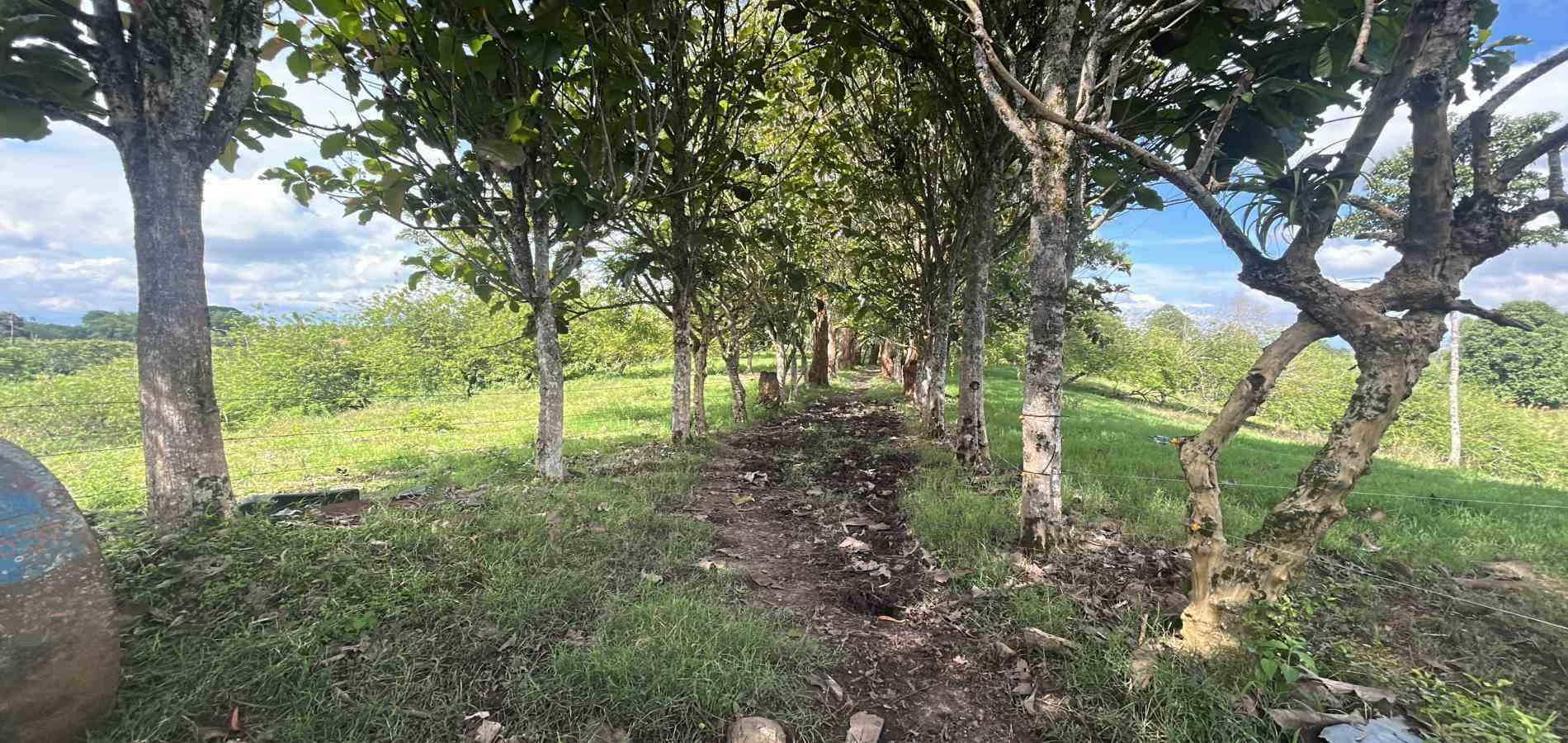 Foto de Lote / terreno en Venta en Via alcala, Pereira - 3 - 279066756
