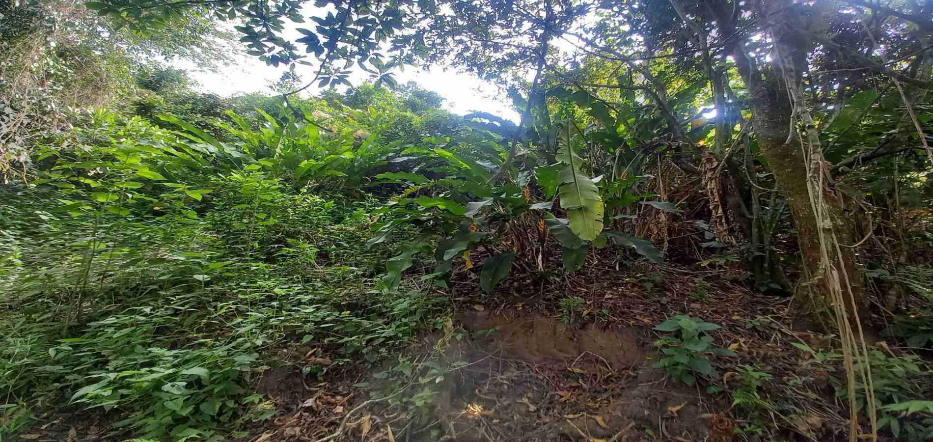 Foto de Lote / terreno en Venta en San peregrino, Manizales - 11 - 279056638
