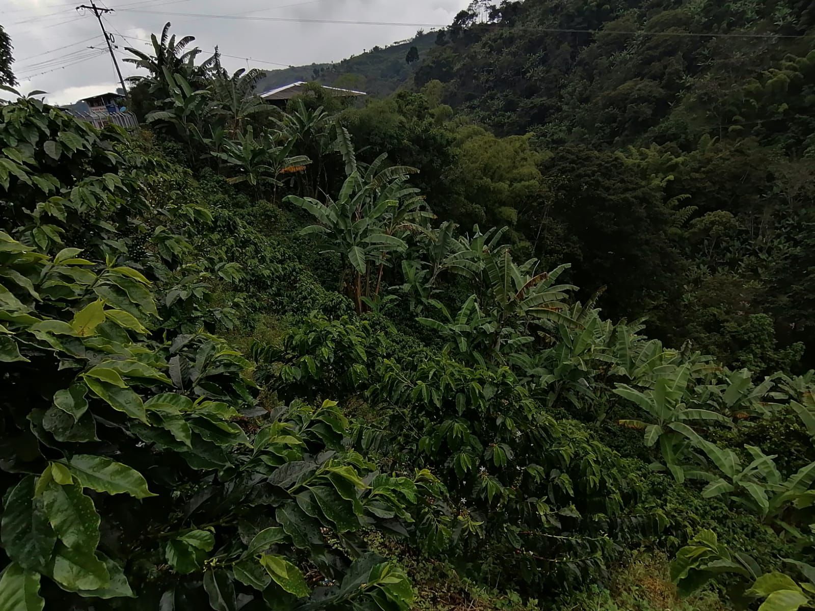 Foto de Finca en Venta en Maracas, Neira - 18 - 279063622