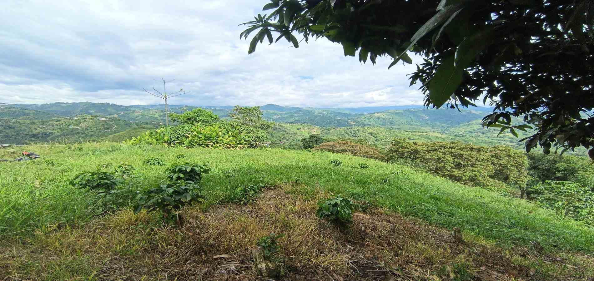 Foto de Lote / terreno en Venta en San peregrino, Manizales - 10 - 279068552
