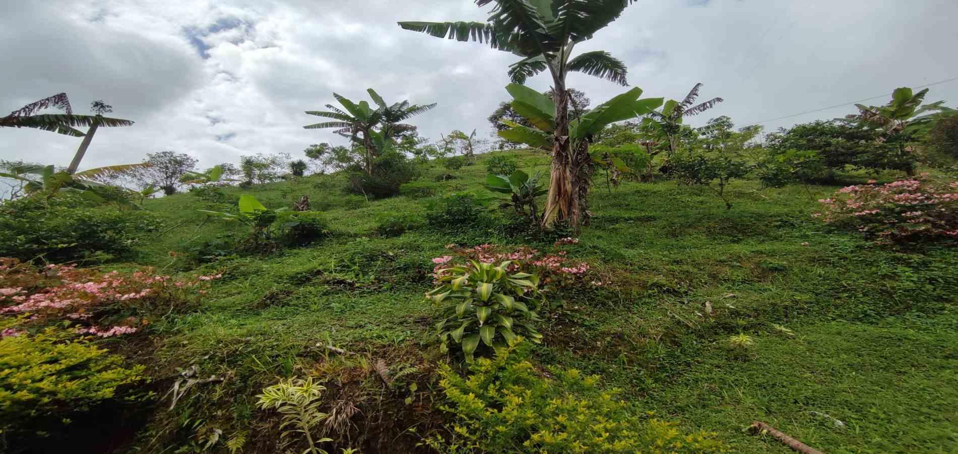 Foto de Finca en Venta en Vereda la independencia alto del nudo, Dosquebradas - 11 - 279065391