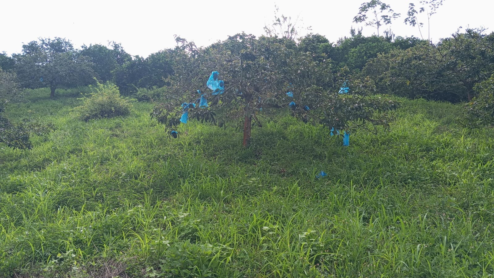 Foto de Finca en Venta en Vereda tambores - balboa, Pereira - 12 - 279070307