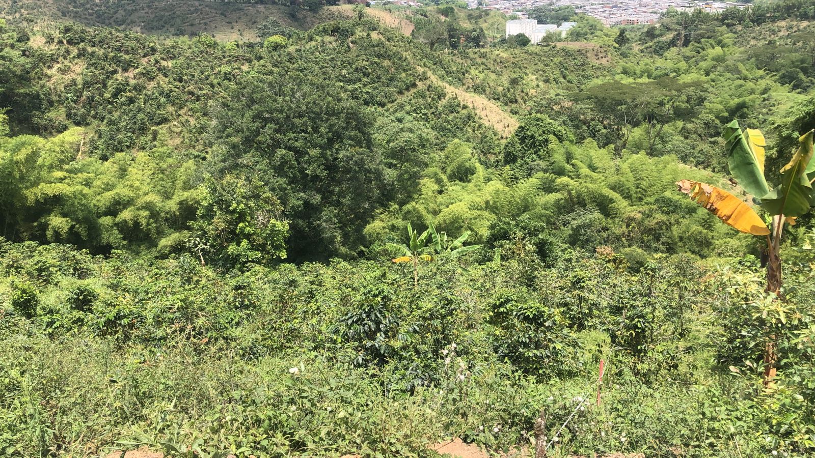 Foto de Lote / terreno en Venta en Dosquebradas, Dosquebradas - 12 - 279053269