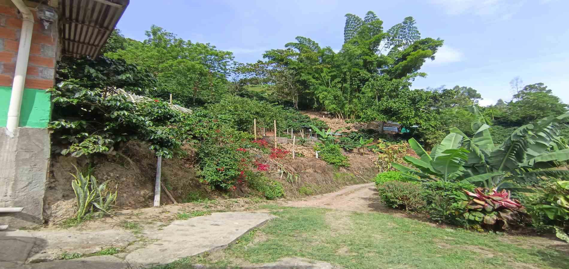 Foto de Finca en Venta en Vereda la palma , Manizales - 19 - 279069356