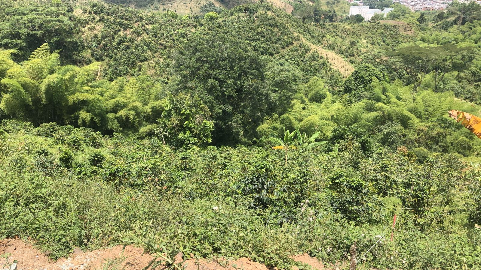 Foto de Lote / terreno en Venta en Dosquebradas, Dosquebradas - 16 - 279053269