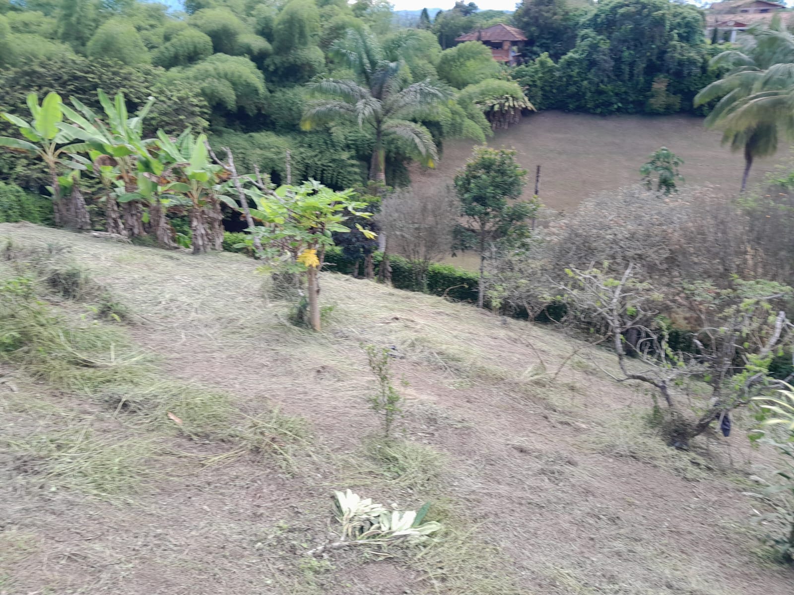 Foto de Finca en Venta en Via alcala, Pereira - 18 - 279064976