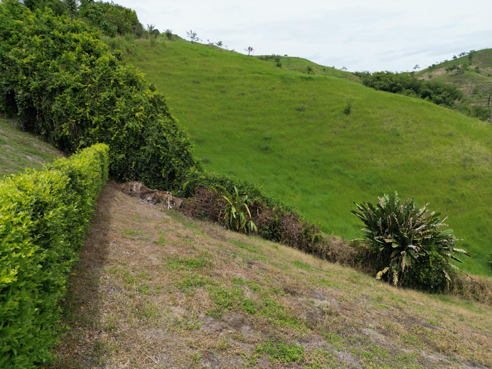 Foto de Lote / terreno en Venta en Vereda santagueda, Palestina - 7 - 279063662