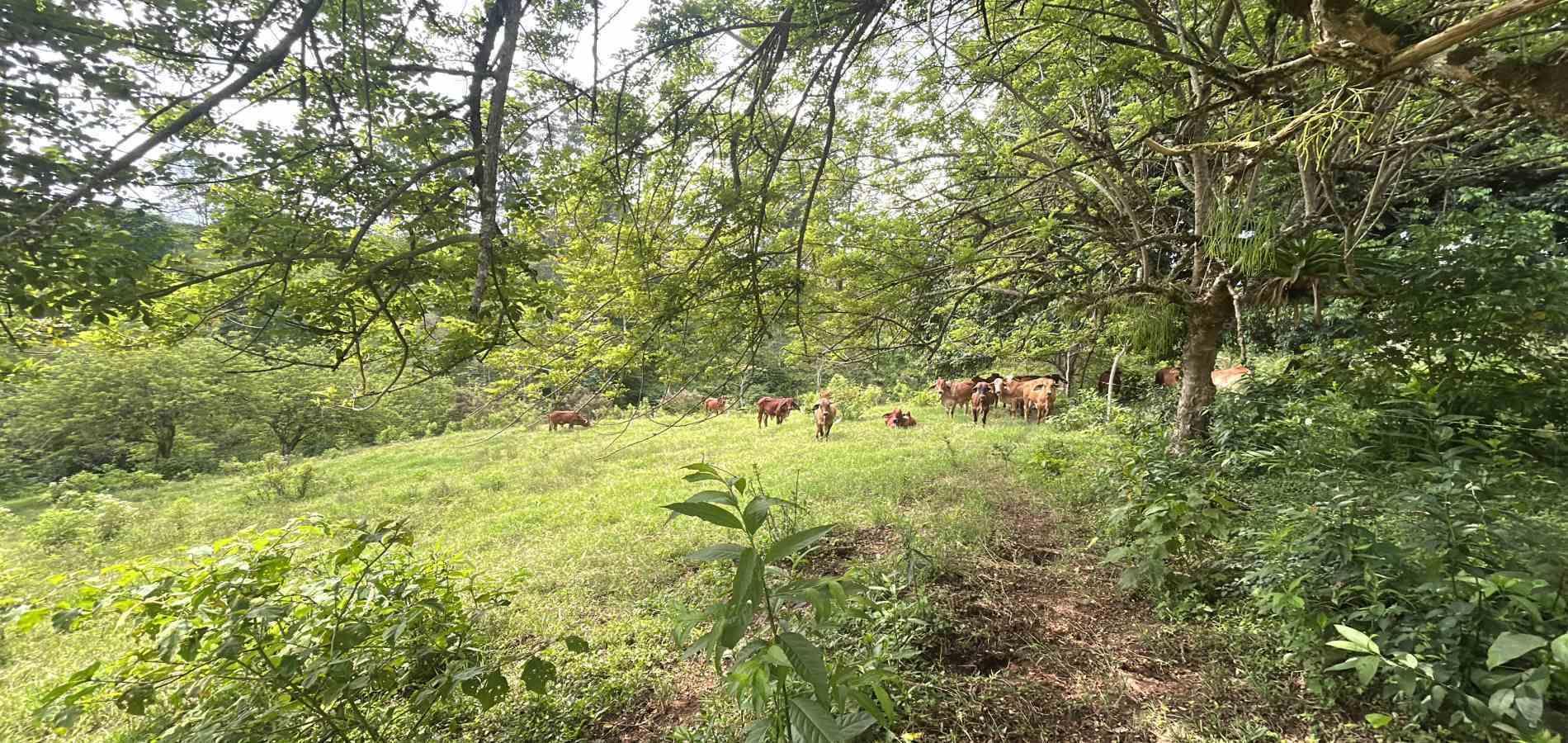 Foto de Lote / terreno en Venta en Via alcala, Pereira - 3 - 279066762