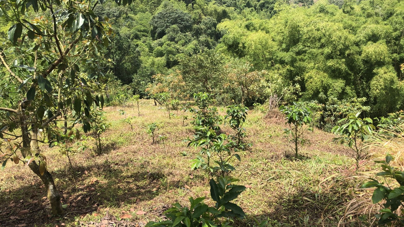 Foto de Lote / terreno en Venta en Dosquebradas, Dosquebradas - 5 - 279053267