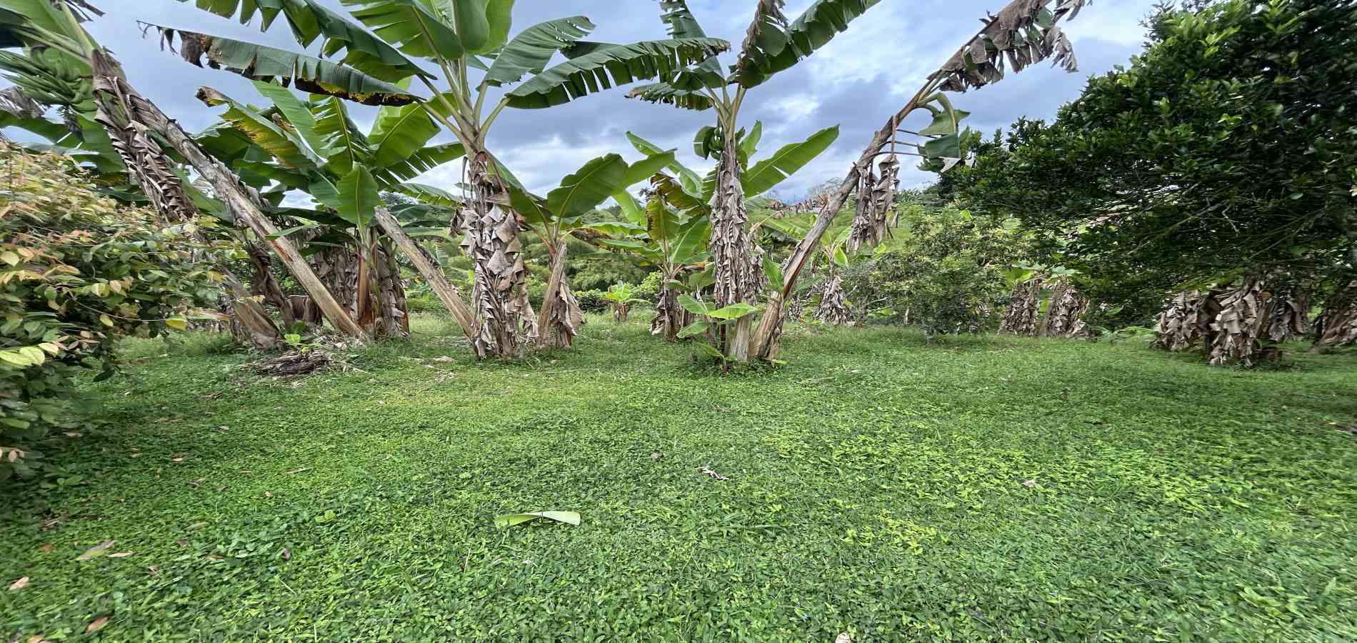 Foto de Finca para Venta en Morelia, Pereira - 279067012