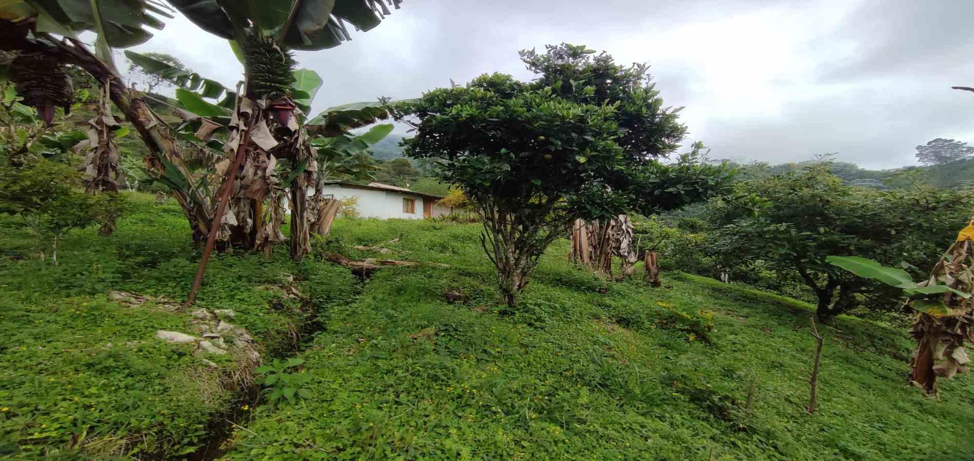 Foto de Finca en Venta en Vereda la independencia alto del nudo, Dosquebradas - 23 - 279065382