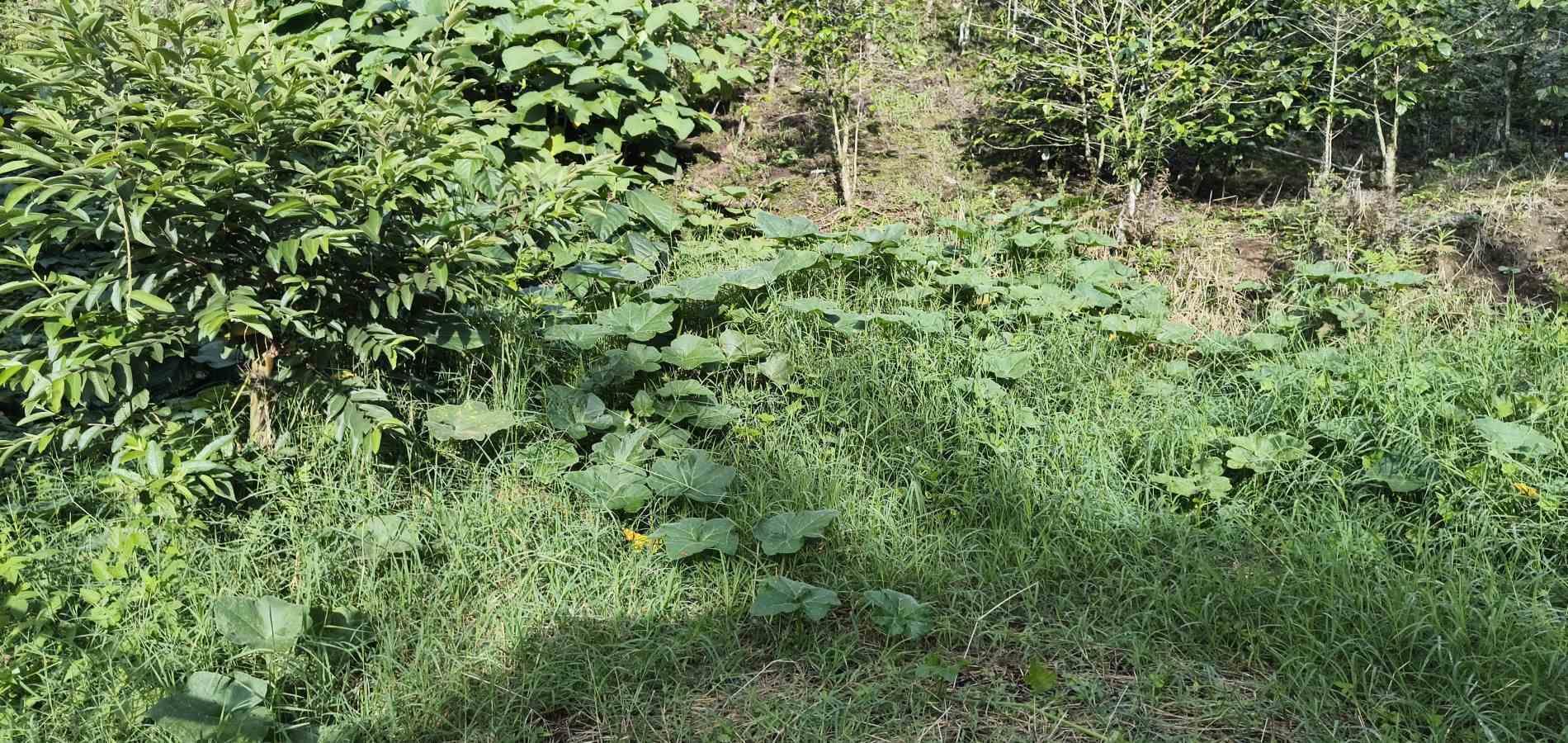 Foto de Lote / terreno en Venta en Corbones, Armenia  - 11 - 279066772