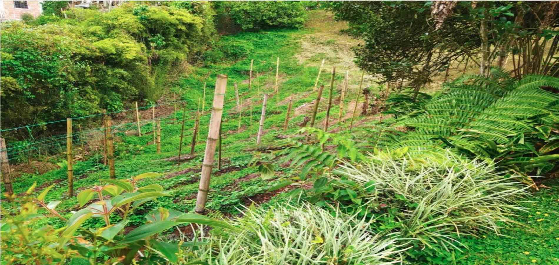 Foto de Finca en Venta en Tribunas consota, Pereira - 27 - 279053616