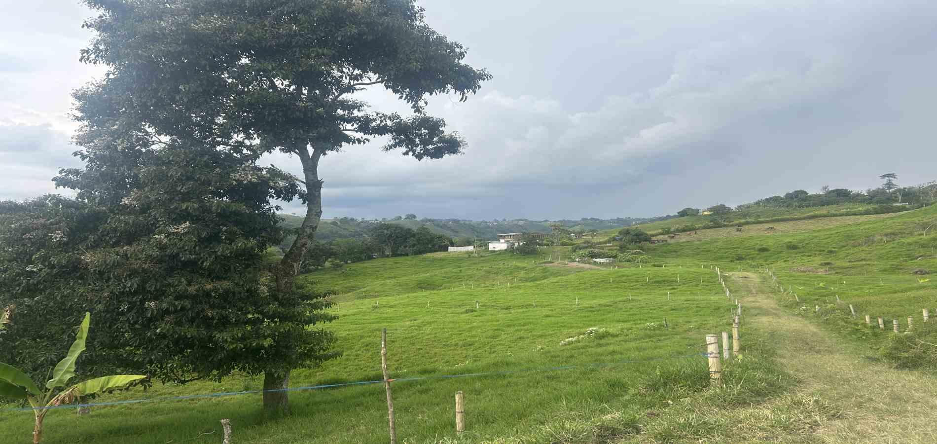 Foto de Finca en Venta en Vereda el placer, Pereira - 4 - 279066578