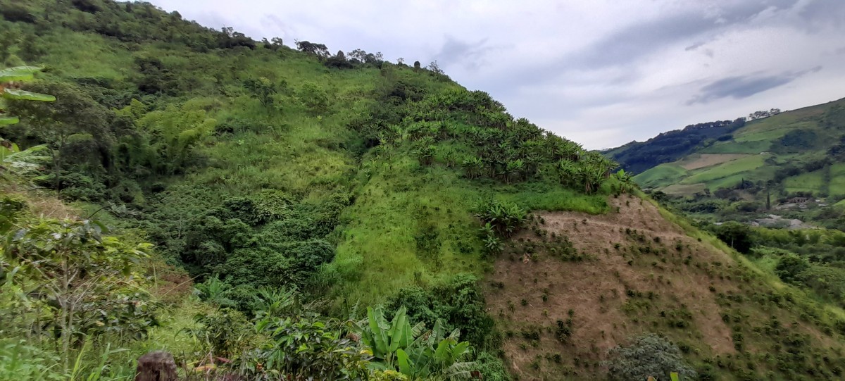Foto de Finca en Venta en Los nogales, Manizales - 17 - 24633