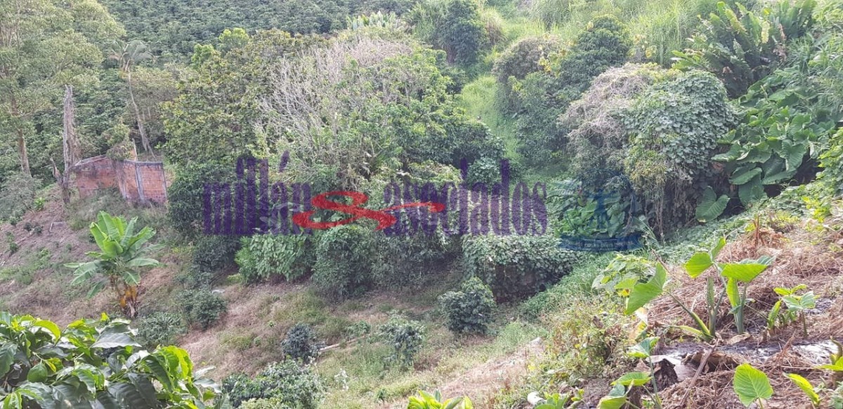 Foto de Finca en Venta en Tres esquinas, Chinchina - 13 - 52177