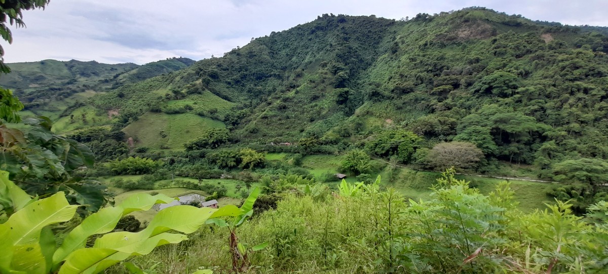 Foto de Finca en Venta en Los nogales, Manizales - 7 - 24633