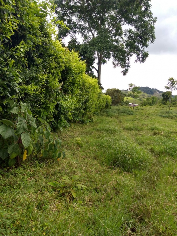 Foto de Lote / terreno en Venta en Vereda la libertad, Risaralda - 8 - 18529